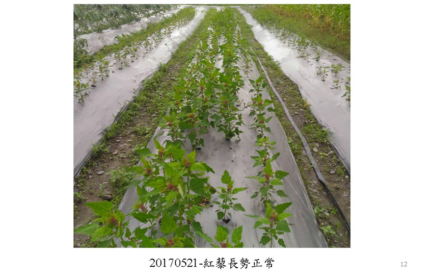 投影片12.JPG