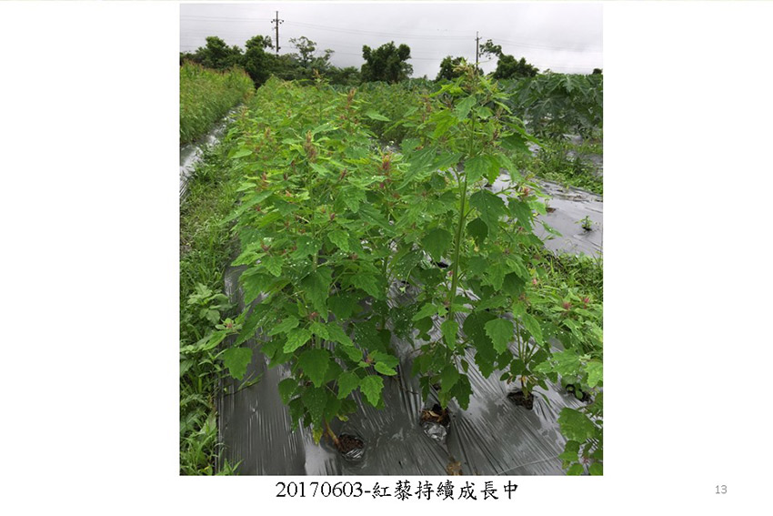 投影片13.JPG