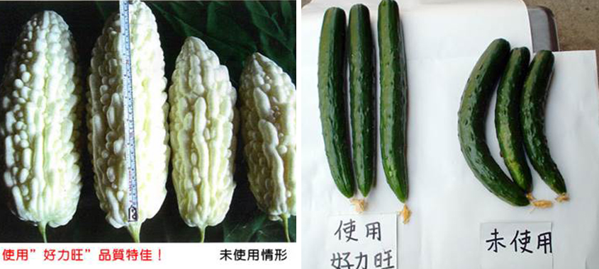 Gherkin_1.jpg