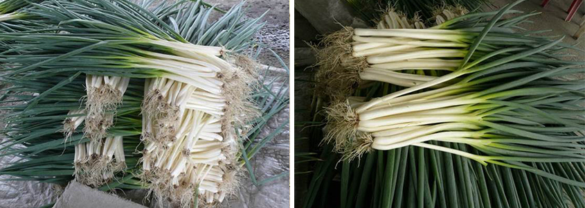 scallion_3.jpg
